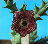 Huernia concinna x Orbea prognatha